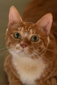 Ảnh diễn viên 금동이